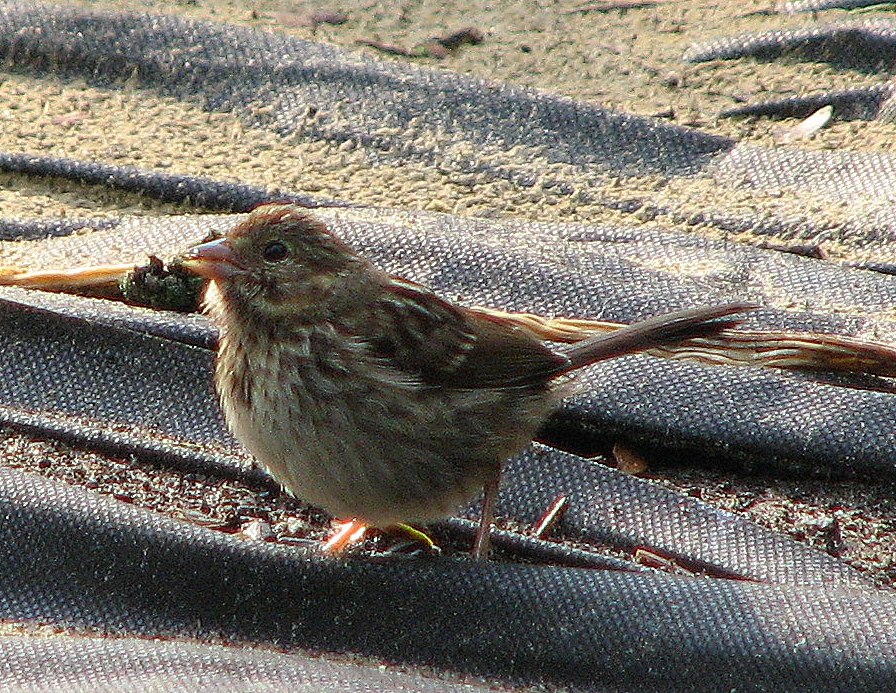 Northview Diary Little Brown Birds