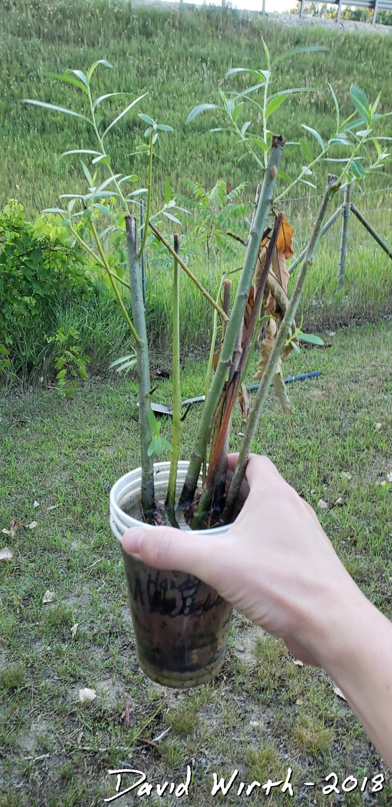 Propagation of Tree Branches Grow Tree from Cuttings