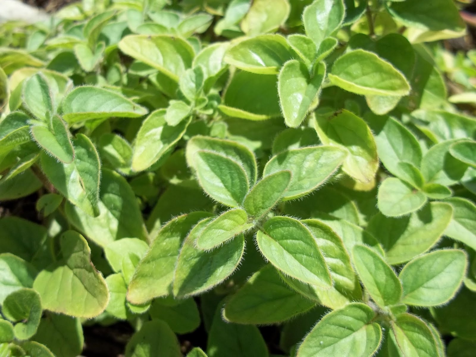 Our Vegetable/Herb Garden Just the Beginning