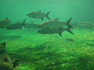 Temperamen Indo-Pasific Tarpon