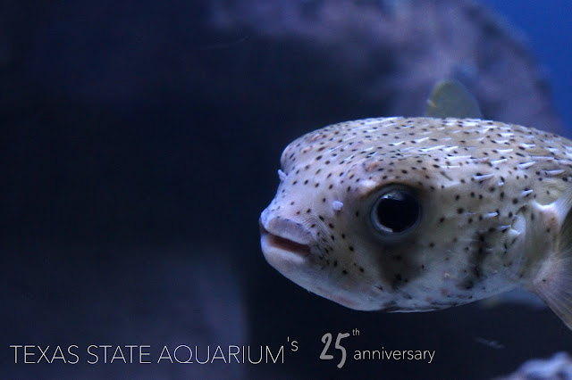 Texas State Aquarium 25th anniversary - Visit Corpus Christi