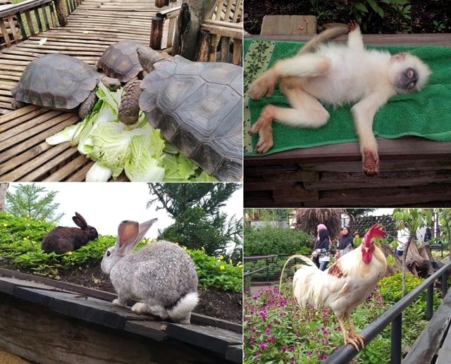 Farmhouse Susu Lembang, Spot Kekinian Di Bandung Dengan Beragam Atraksi