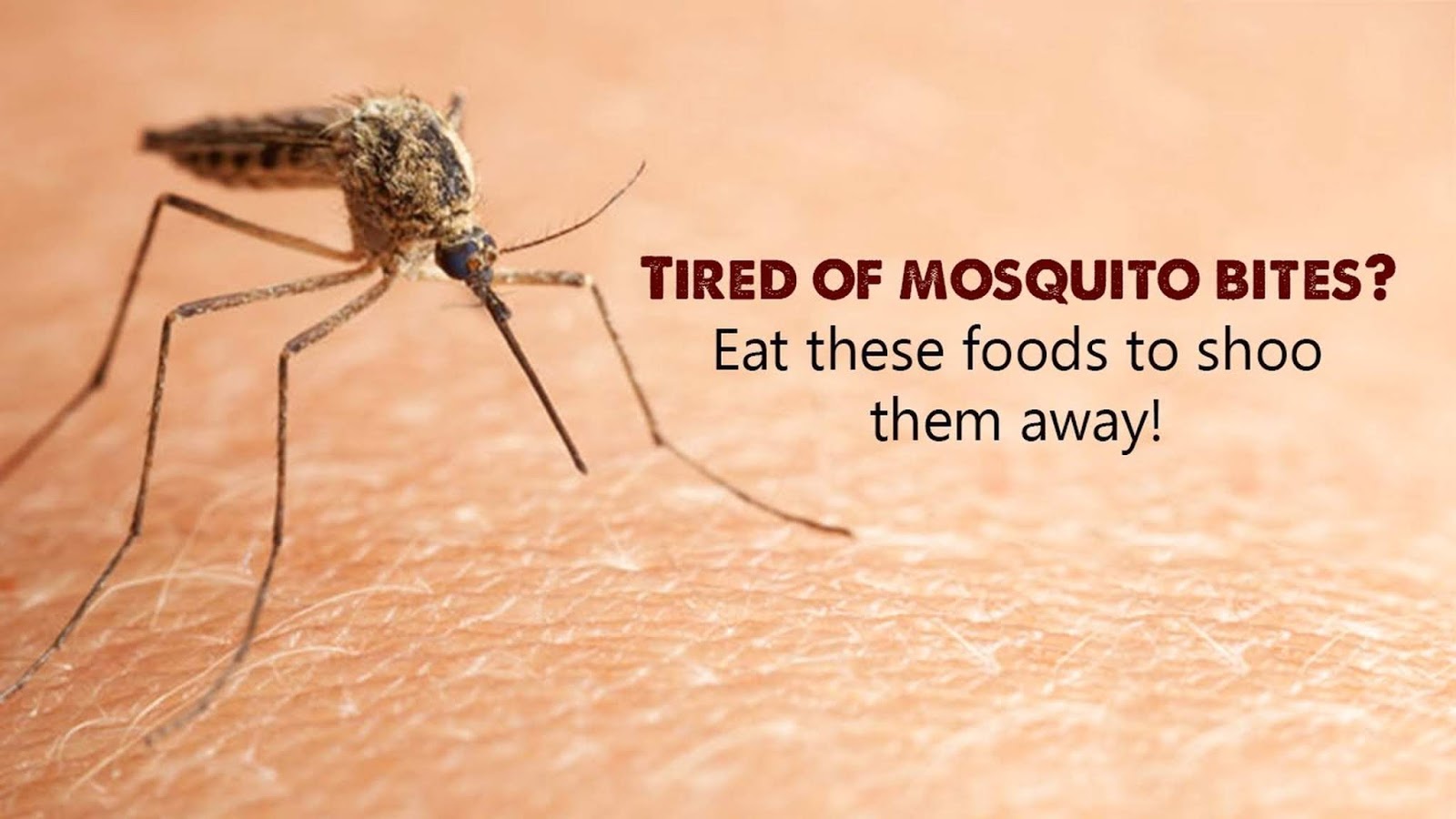 What Do Mosquitoes Eat and Eats Mosquitoes Outside Human Sky Insects