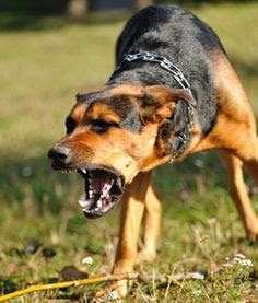 angry aggeresive dog
