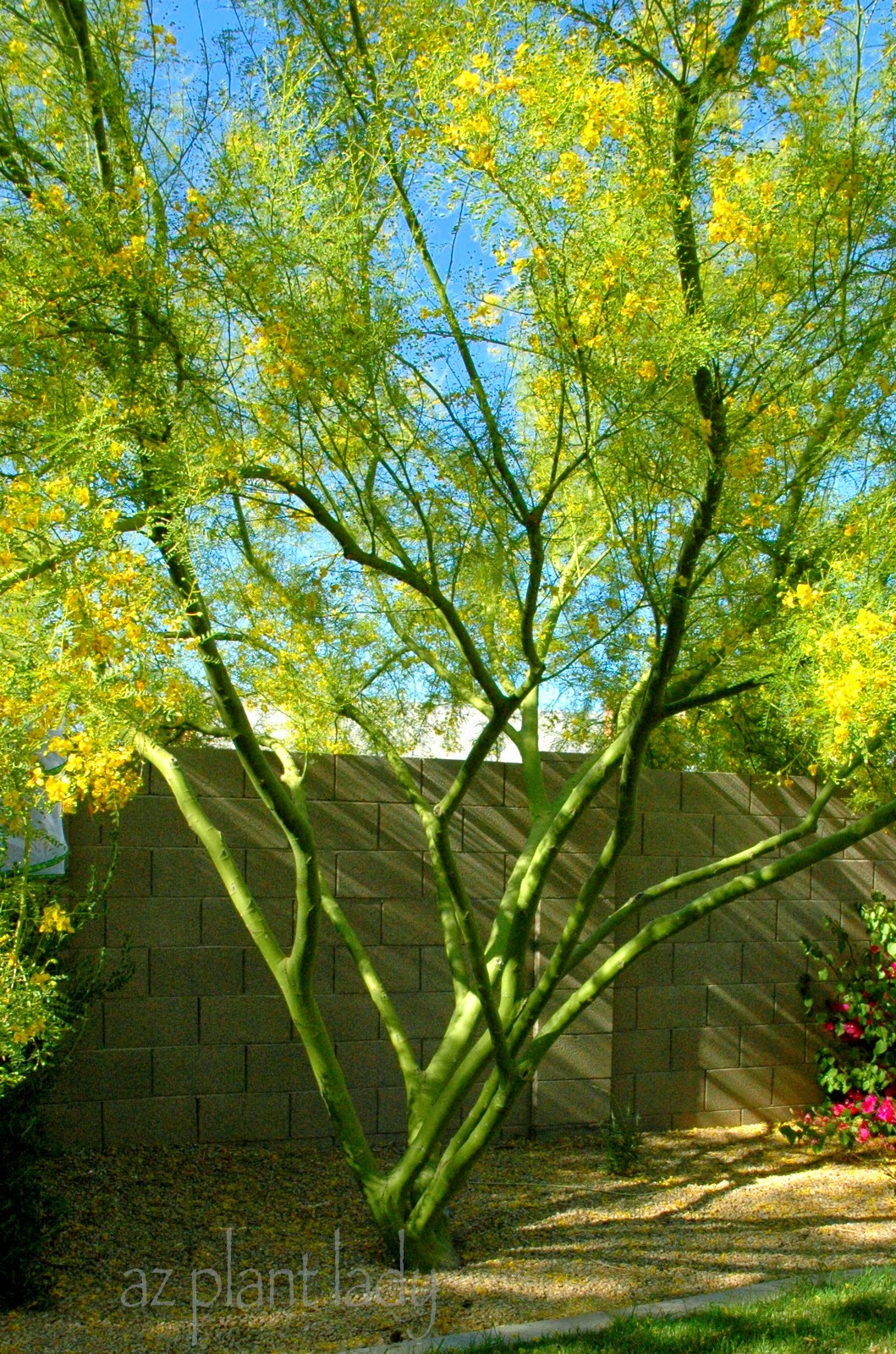 A Palo Verde Tree That Rises Above the Rest - Ramblings ...