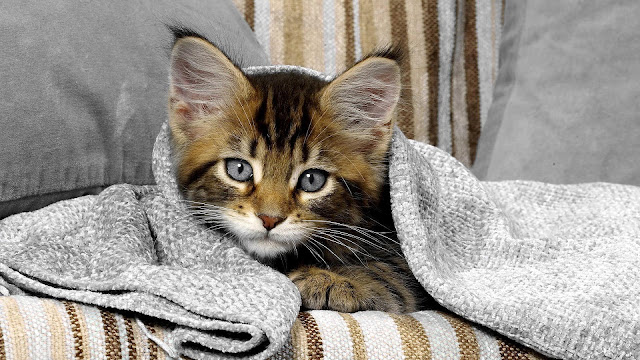 Kat onder een deken