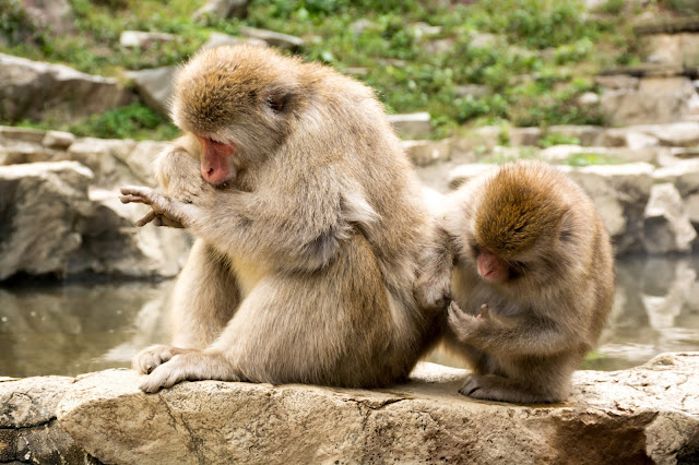 cestování po světě, blog, japonsko, tokyo, tokio, opičí lázně, koupající opice, snow monkey park