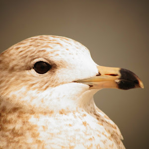 11 hi-res public domain bird images 
