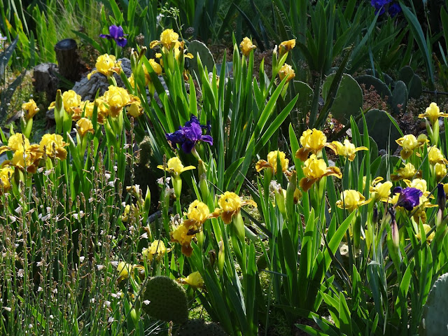 renouveau printanier au jardin DSC05839