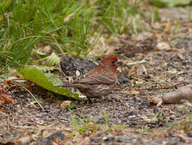 House Finch - Central Park, New York