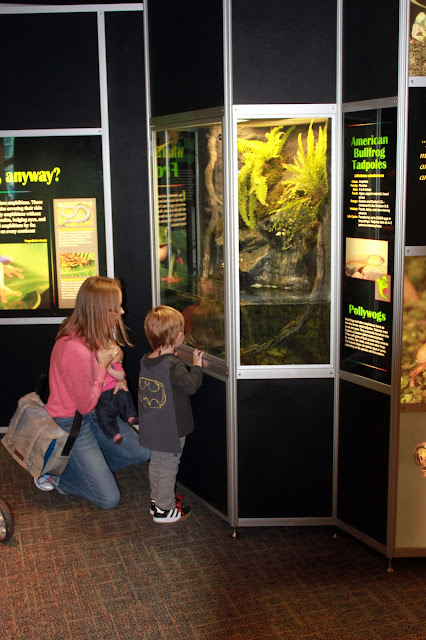 Taking a peek in the terrariums of the new frog exhibit at Peggy Notebaert Nature Museum in Chicago.