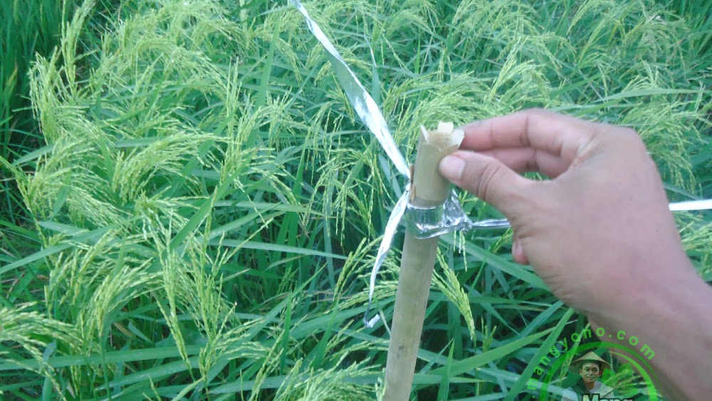 Pasang Pita Plastik Pengusir Burung Pipit Pada Tanaman Padi Nazwa Pasang Pita Plastik Pengusir Burung Pipit Pada Tanaman Padi Nazwa