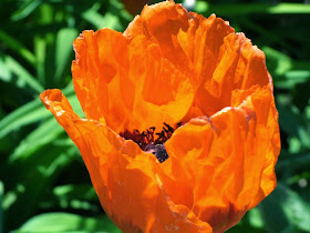 Papaver orientale Allegro Oriental poppy bloom detail by garden muses-not another gardening blog