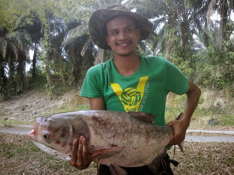 Fish Valley Siri 6, Tongsan terkena Gewang