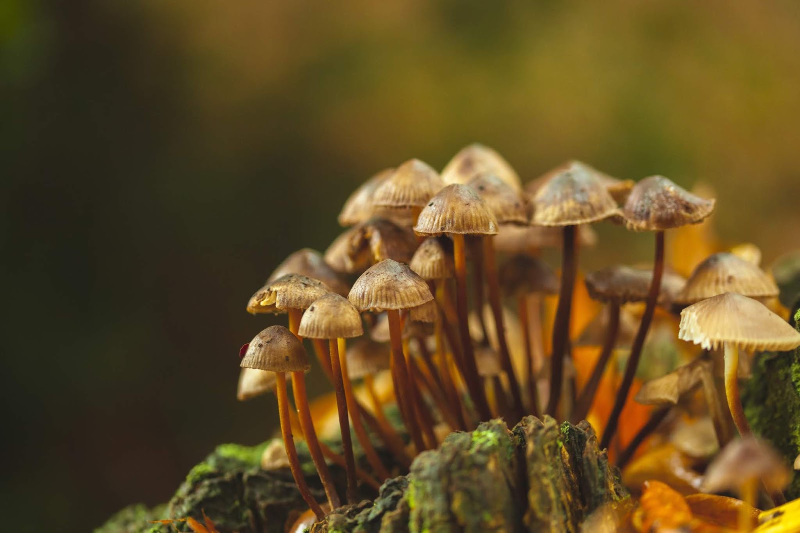 Cite Exemplos De Indivíduos Que Irão Compor O Reino Fungi