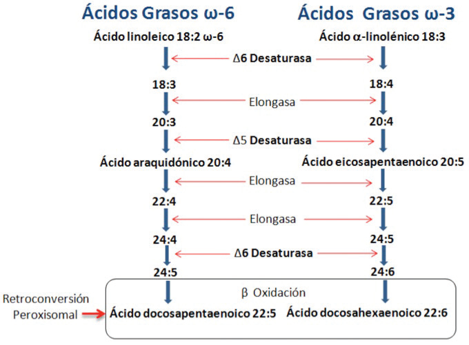 QUE SABEMOS DE LOS OMEGAS 3 Y 6
