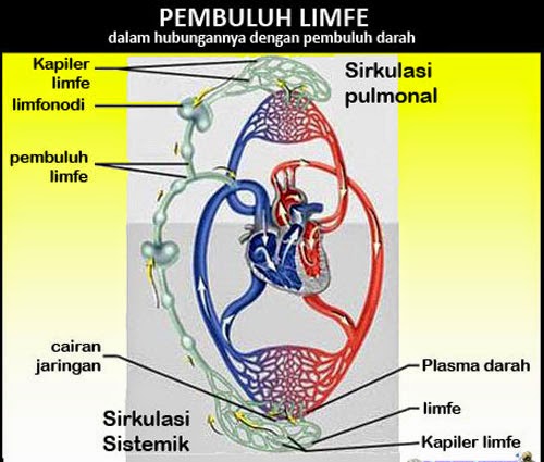 pembuluh limfe