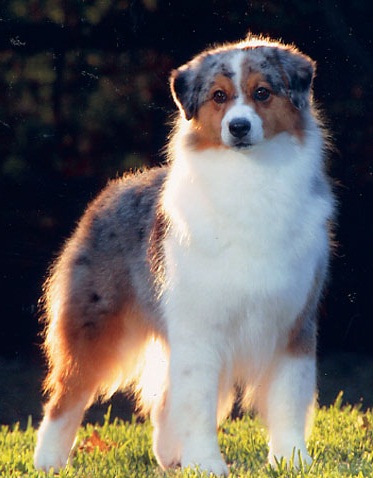 Australian Shepherd Herding Herding Dog Breeds Pictures and Information