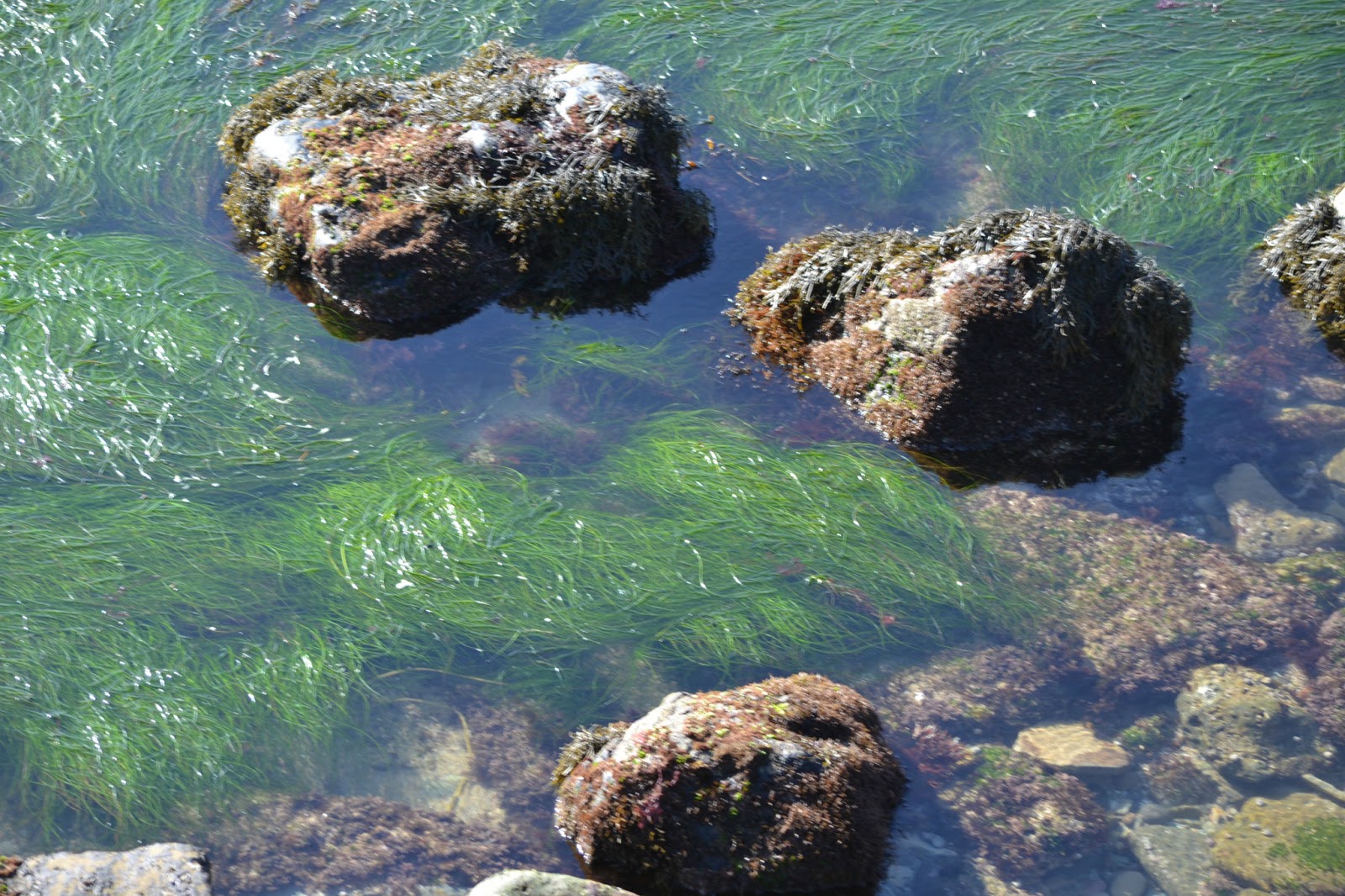 goodtimesrollin Tide Pools at Point Loma