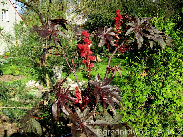 Rącznik pospolity Ricinus communis