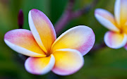 Dan McManus Plumeria HD Wallpaper 1920x1200 (plumeria hd wallpaper )
