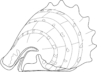 Musculos Dibujos Para Colorear Dibujos para colorear Dibujos de conchas para colorear