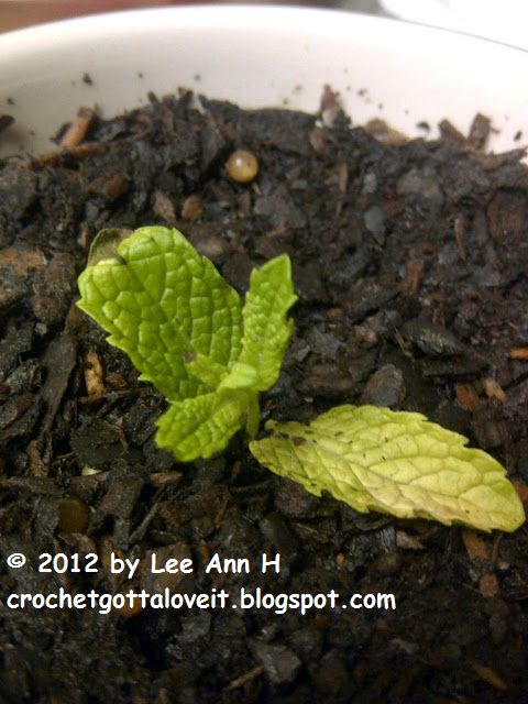 mint sprigs mint sprigs