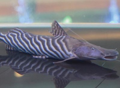 Tigrinus Catfish Si Zebra Berkumis Yang Menggemaskan