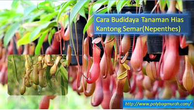 Cara Budidaya Tanaman Hias Kantong Semar Tips Pertanian - Cara Budidaya Tanaman Hias Kantong Semar(Nepenthes)