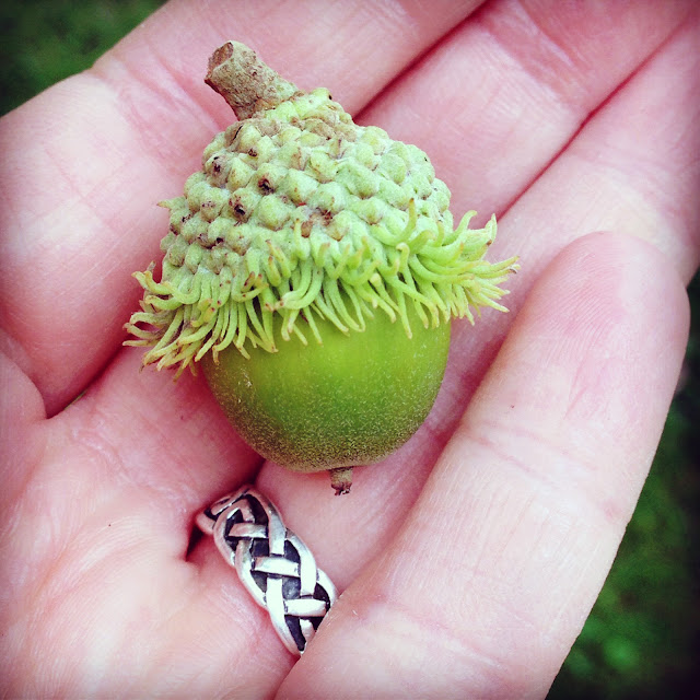 acorn, burr oak, Anne Butera, My Giant Strawberry