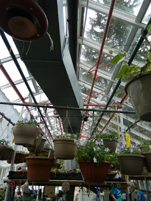 Sunnybrook McLean House greenhouse hanging baskets by garden muses-not another Toronto gardening blog
