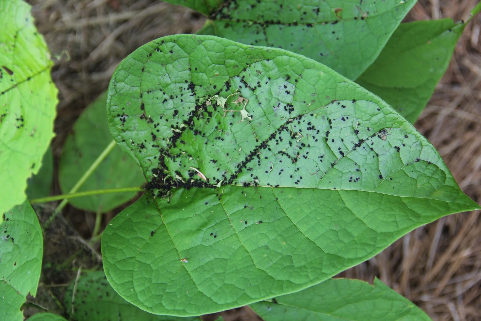 Hoot Owl Karma Catawba Worms