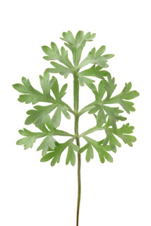 hoja de artemisia absinthium