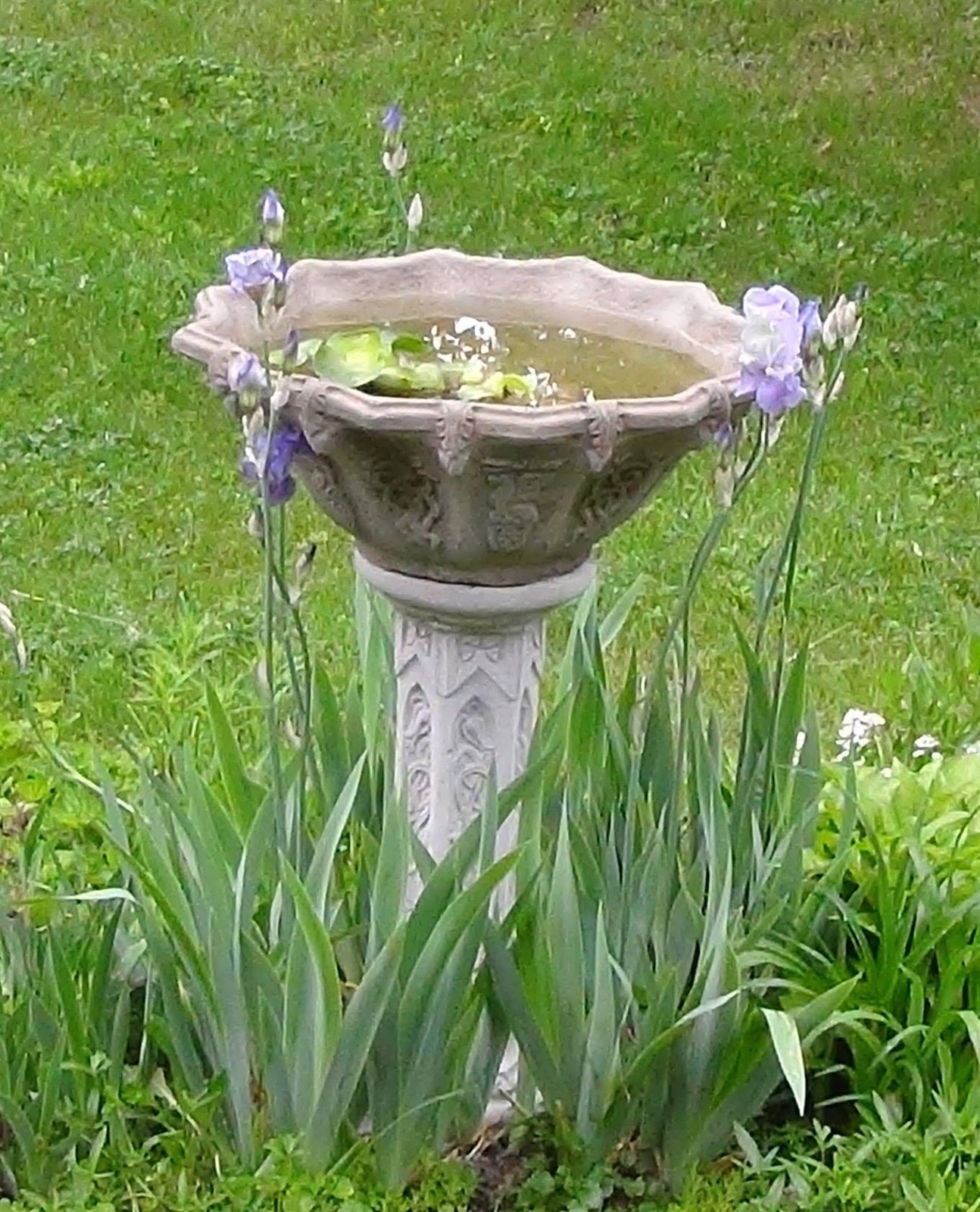 Cottage Country Reflections Taking care of your bird bath