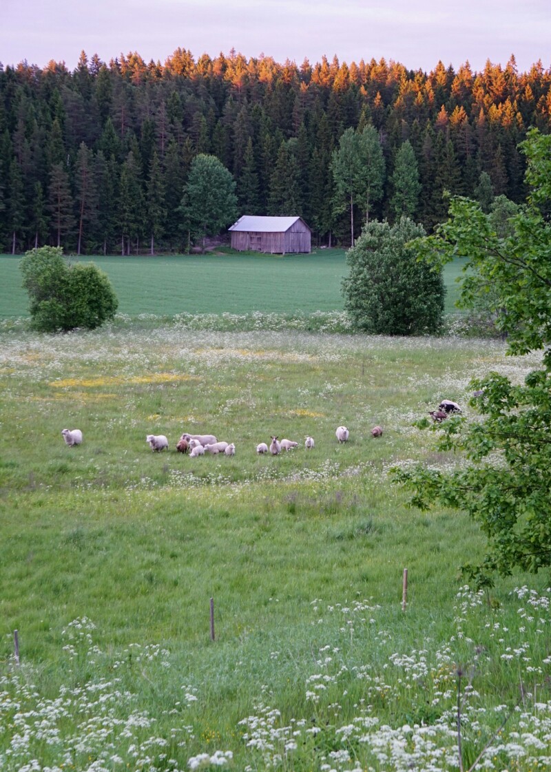 Laitumella Kesäyö, lammas, lammaslaidun