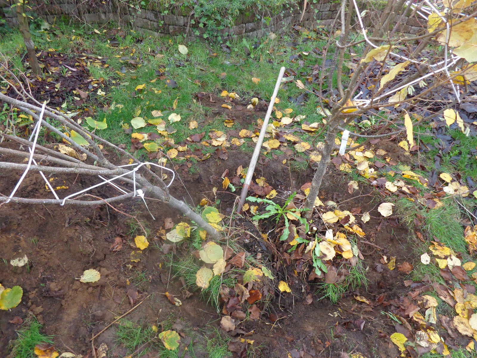 Daniel's Pacific NW Garden Moving a pair of HazelNut Trees