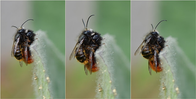 © Esprit de jardin - Edith Gayot-Boudier Osmie cornue (Osmia cornuta)
