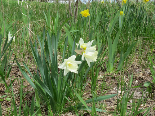 Mt Hood daffodil