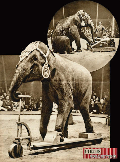 éléphant tapant a la machine é écrire, éléphant faisant de la trottinette