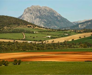 La Nada. Diario de un Observador Los monocultivos y la deforestación amenazan a las reservas más importantes de Andalucía. Los parques naturales Sierra de Grazalema y Los Alcornocales, como vemos en la foto, se encuentran cercados por la deforestación que avanza arrasando.
