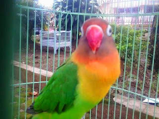 indukan lovebird indukan lovebird