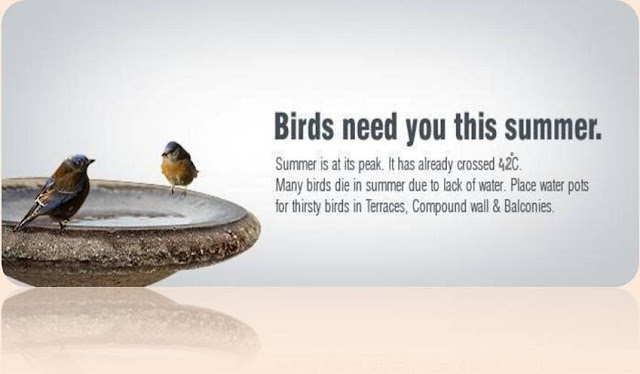 summer started please protect birds and stray animals summer started please protect birds and stray animals