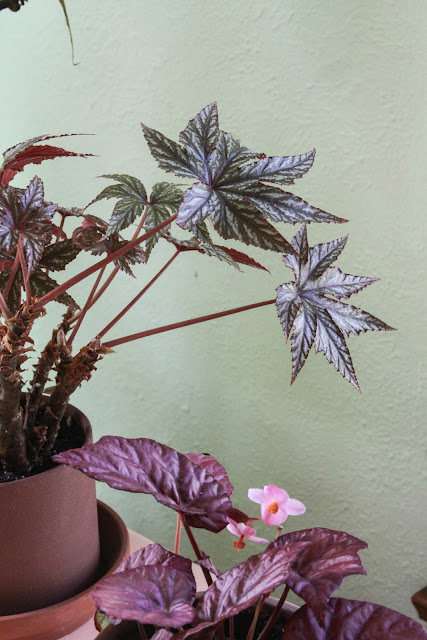 rhizomatous begonias, houseplants, Anne Butera, My Giant Strawberry