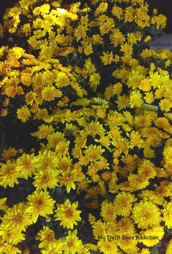 yellow mums