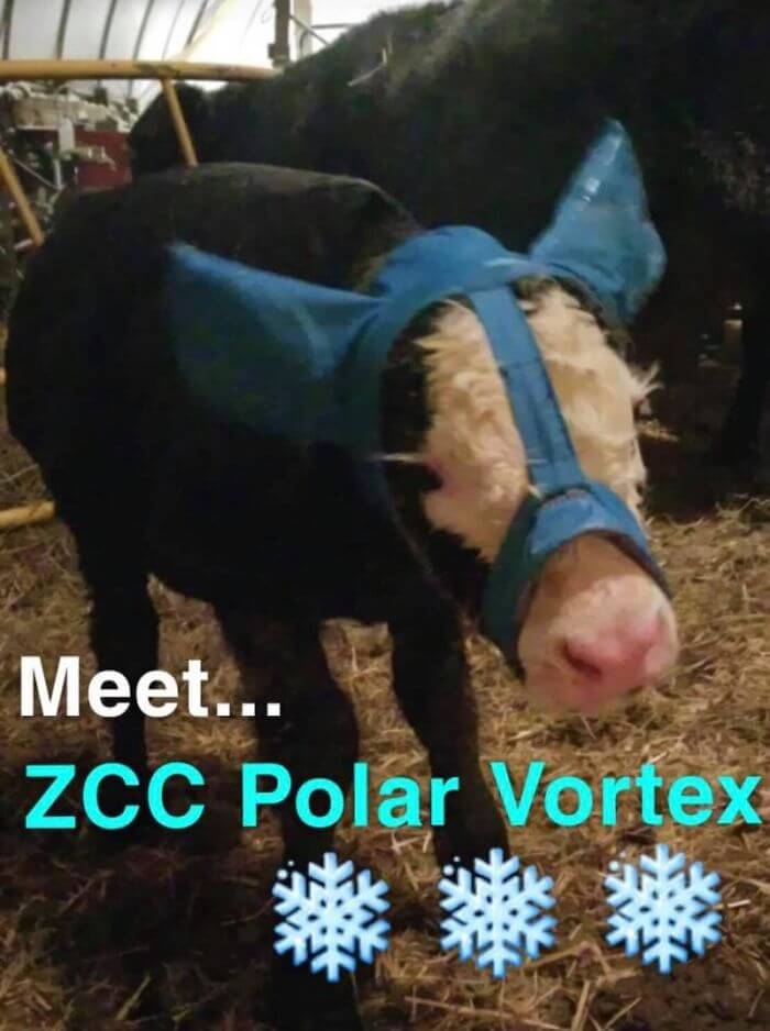 Adorable Pictures Of Calves Wearing Earmuffs That Protect Them From Frostbite