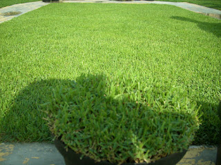 Jual biji rumput Zoysia | benih berbentuk biji rumput untuk lapangan | tukang rumput taman