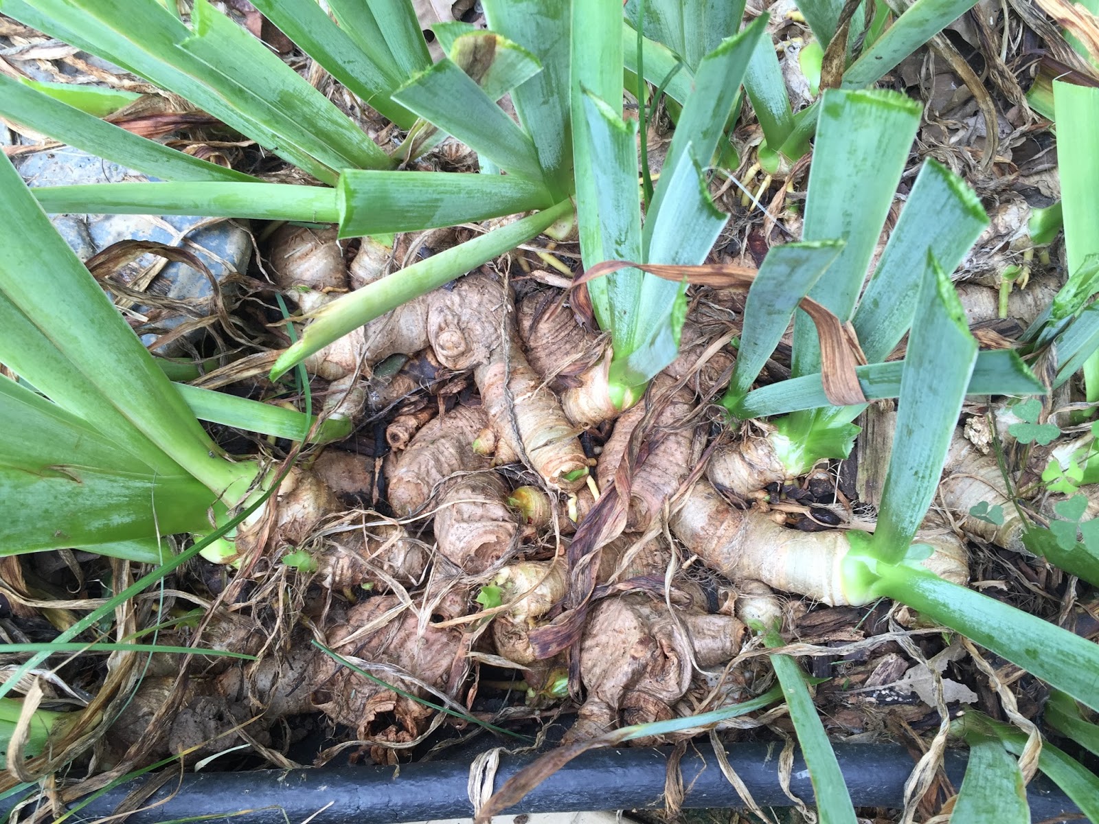 The Second Half of My Life: Dividing Iris