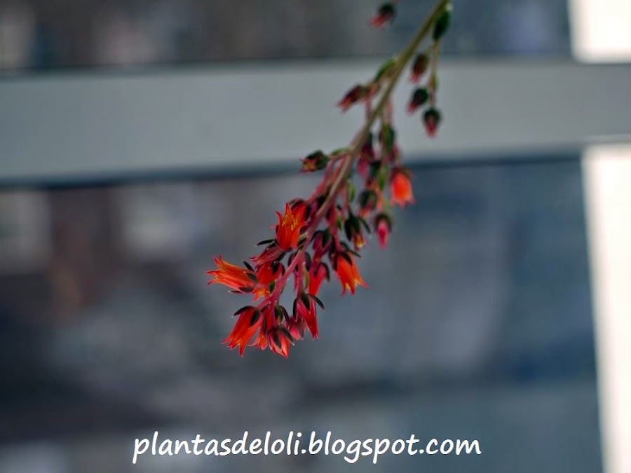 Flor de Echeveria Black Prince