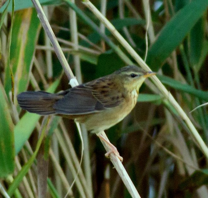 PALLAS'S GRASSHOPPER WARBLER-BURNHAM OVERY STAITHE-NORFOLK-19th SEPTEMBER 2017