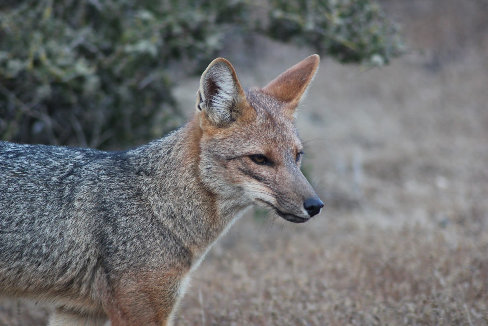 especies chilenas: El Zorro Culpeo (Lycalopex culpaeus)